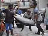 Gambar sampul Ekspor Ikan Indonesia ke Negeri Matador Meningkat Pesat