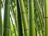 Gambar sampul Inovasi Unik dari Serat Bambu