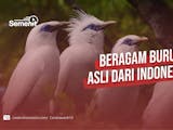 Gambar sampul 6 Ragam Jenis Burung Endemik Indonesia 