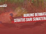 Gambar sampul Kuau Raja, Burung Bermata Seratus dari Sumatra